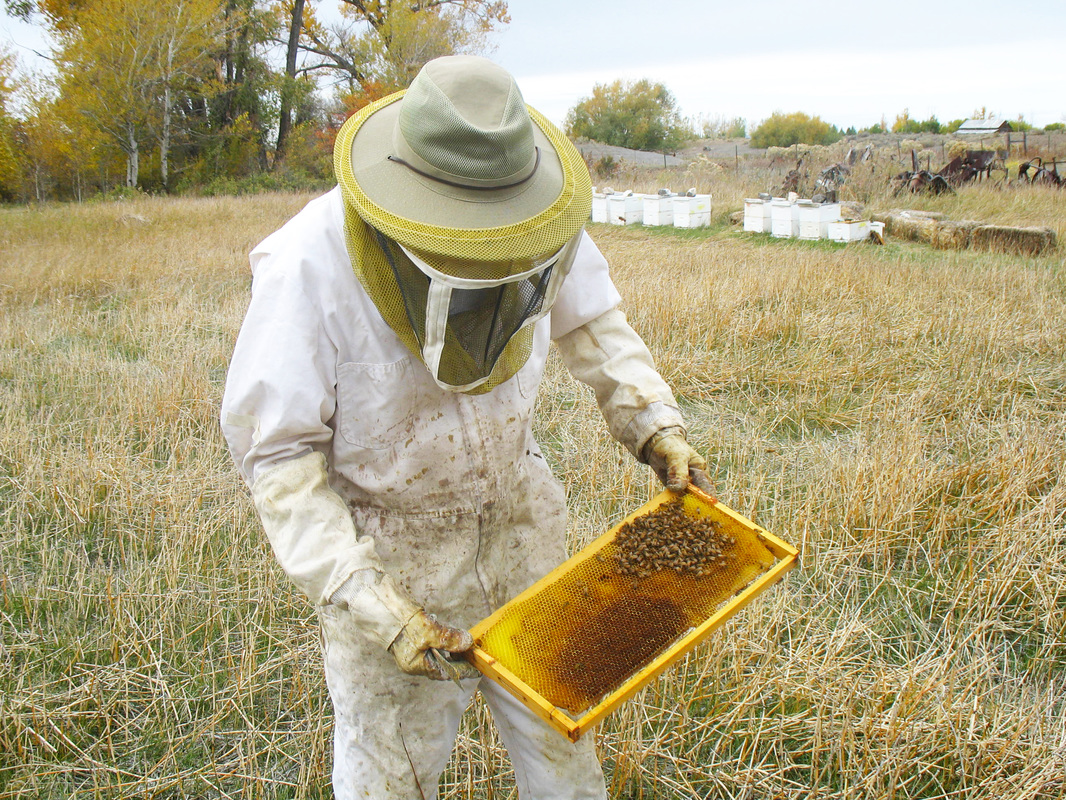 Ward Hicks - Master Beekeeper in Idaho